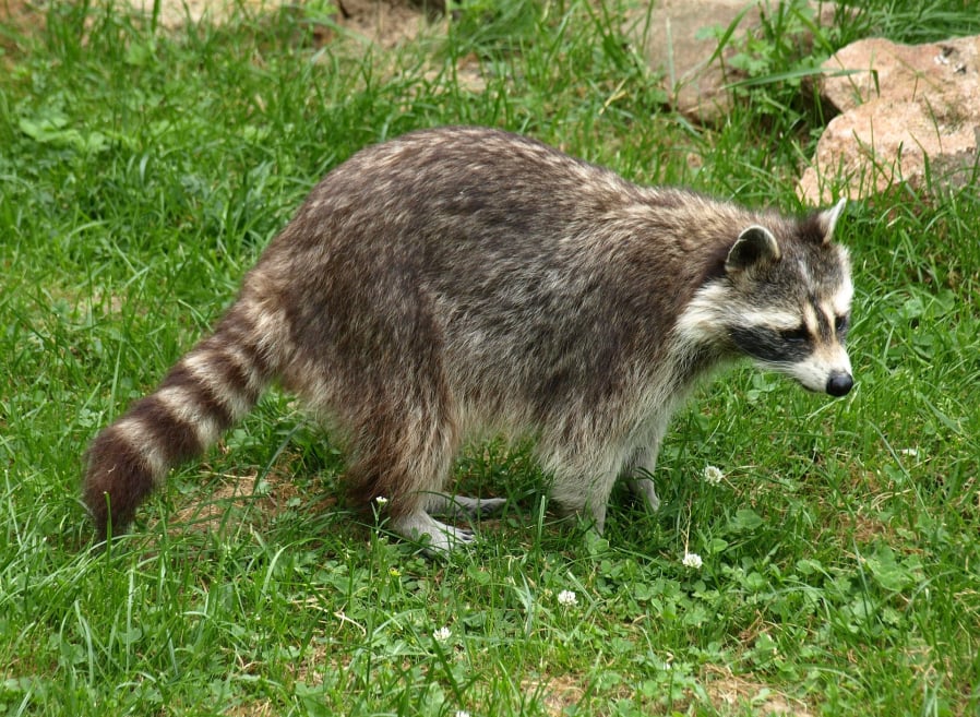 Nuisance Wildlife Removal Services